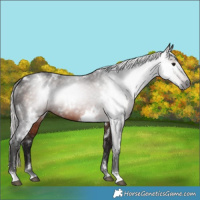 Horse Color:Gray White Spotted Silver Brown 