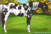 Horse Color:White Spotted Liver Chestnut