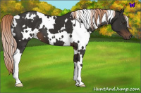 Horse Color:White Spotted Liver Chestnut