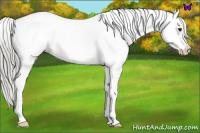 Horse Color:Liver Chestnut Mushroom Sabino Appaloosa 