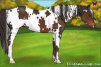 Horse Color:White Spotted Liver Chestnut