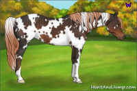 Horse Color:White Spotted Liver Chestnut 