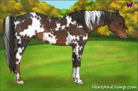 Horse Color:White Spotted Liver Chestnut