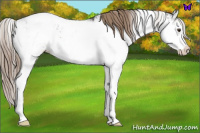 Horse Color:Liver Chestnut Sabino 