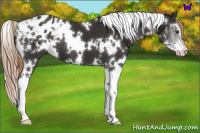 Horse Color:White Spotted Liver Chestnut Sabino Blanket 