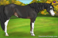 Horse Color:Liver Chestnut Sabino 