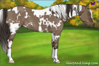 Horse Color:White Spotted Liver Red Dun 