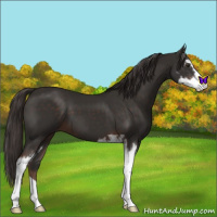 Horse Color:Liver Chestnut Sabino