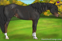 Horse Color:Liver Chestnut Appaloosa 