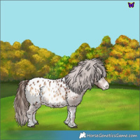 Horse Color:Red Onyx Appaloosa 