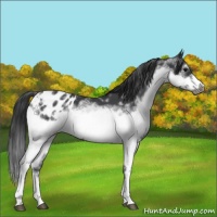 Horse Color:White Spotted Blue Roan Splash Frame Appaloosa Rabicano 