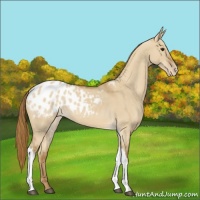 Horse Color:Red Dun Appaloosa