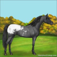 Horse Color:Blue Roan Appaloosa Rabicano 