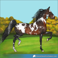 Horse Color:White Spotted Brown Rabicano 