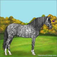Horse Color:Black Tobiano Appaloosa  and Blue Roan 