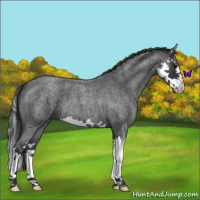 Horse Color:Blue Roan Splash 