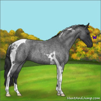 Horse Color:Blue Roan Tobiano