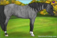 Horse Color:Blue Roan