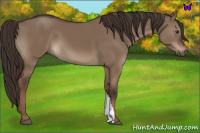 Horse Color:Liver Red Dun 