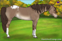 Horse Color:Liver Red Dun Blanket 