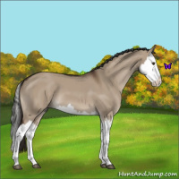 Horse Color:Liver Red Dun Splash 