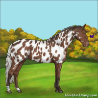 Horse Color:Liver Chestnut Mushroom Appaloosa 