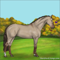 Horse Color:Liver Red Dun 