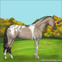 Horse Color:Liver Red Dun Tobiano Appaloosa Rabicano 
