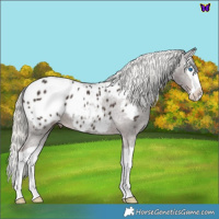 Horse Color:Liver Chestnut Mushroom Splash Appaloosa 