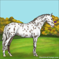 Horse Color:Liver Red Dun Mushroom Appaloosa Rabicano 
