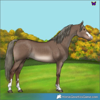 Horse Color:Liver Red Dun Mushroom