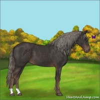 Horse Color:Liver Chestnut Mushroom 