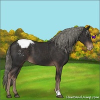 Horse Color:Liver Chestnut Mushroom Snowcap