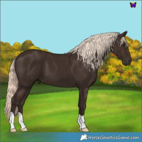 Horse Color:Liver Chestnut Mushroom 
