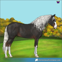 Horse Color:Liver Chestnut Mushroom 