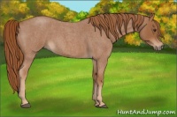 Horse Color:Red Roan