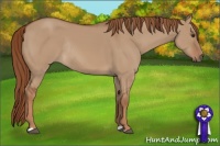 Horse Color:Red Dun Rabicano