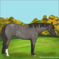 Horse Color:Smoky Blue Roan