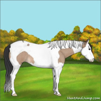 Horse Color:Brown Roan Dun Splash Tobiano 