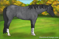 Horse Color:Blue Roan
