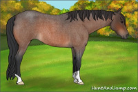Horse Color:Brown Roan