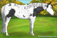 Horse Color:Black Splash Tobiano