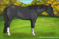 Horse Color:Blue Roan 