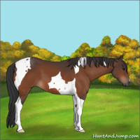 Horse Color:Brown Tobiano