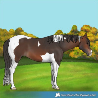 Horse Color:Brown Tobiano