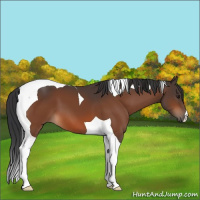 Horse Color:Brown Tobiano