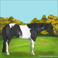Horse Color:Black Tobiano