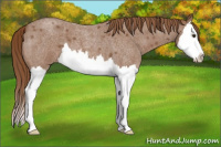 Horse Color:Red Roan Splash 