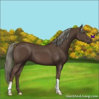Horse Color:Liver Chestnut Mushroom 