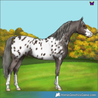 Horse Color:Liver Chestnut Mushroom Appaloosa
